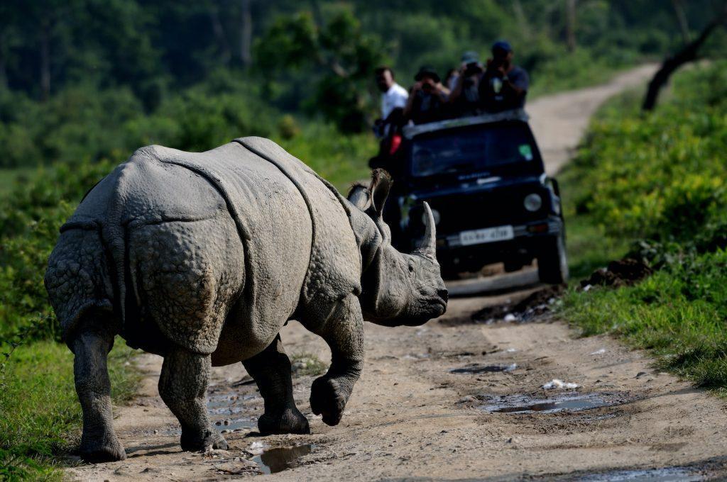 Outdoorsy Things to Do in Assam, India